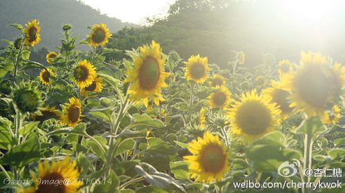 想一睹向日葵风姿！别等花儿都谢了！