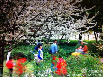 梨花变“泥花”