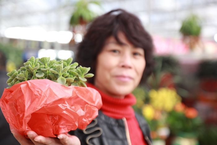 陈村花市昨日开幕，连续9天精彩不断