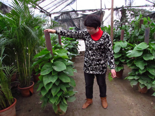 顺德巾帼风采：全能老板娘勤劳又热心