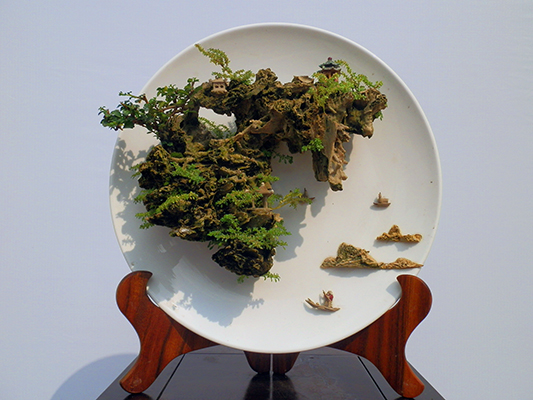 珍贵盆景到顺德，明天德胜广场见！