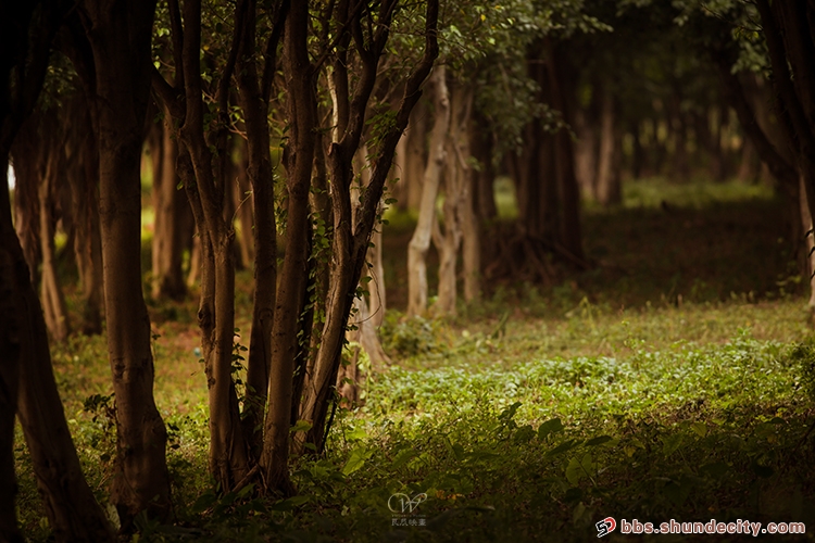 论坛美图：用小镜头寻觅顺德未知的美景