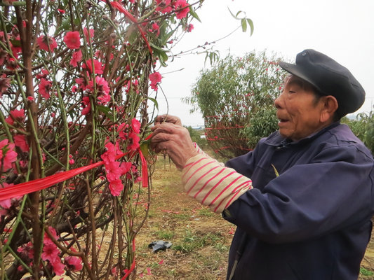 “连杜桃花”魅力几何？人面桃花映春红