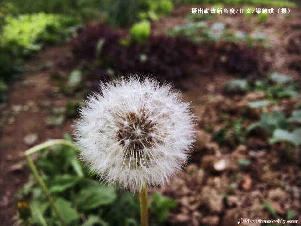 摄出勒流新角度：对家乡的爱！