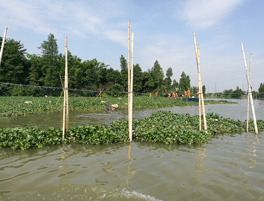 追踪：水浮莲泛滥，每日打捞也不是办法