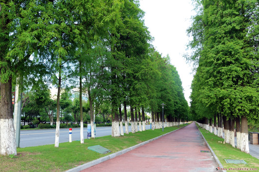 伦教羊大路