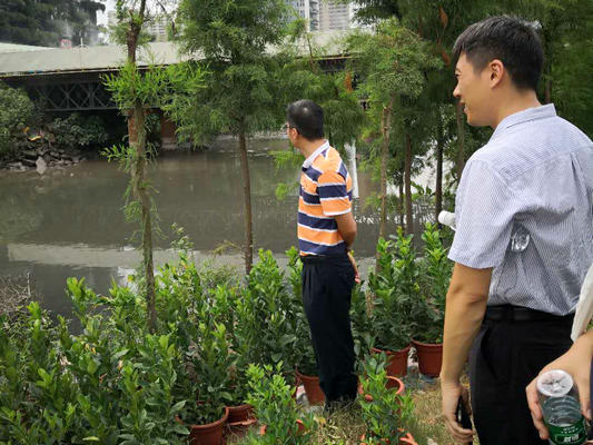 北滘：灰口大涌水质如何？河长去巡河
