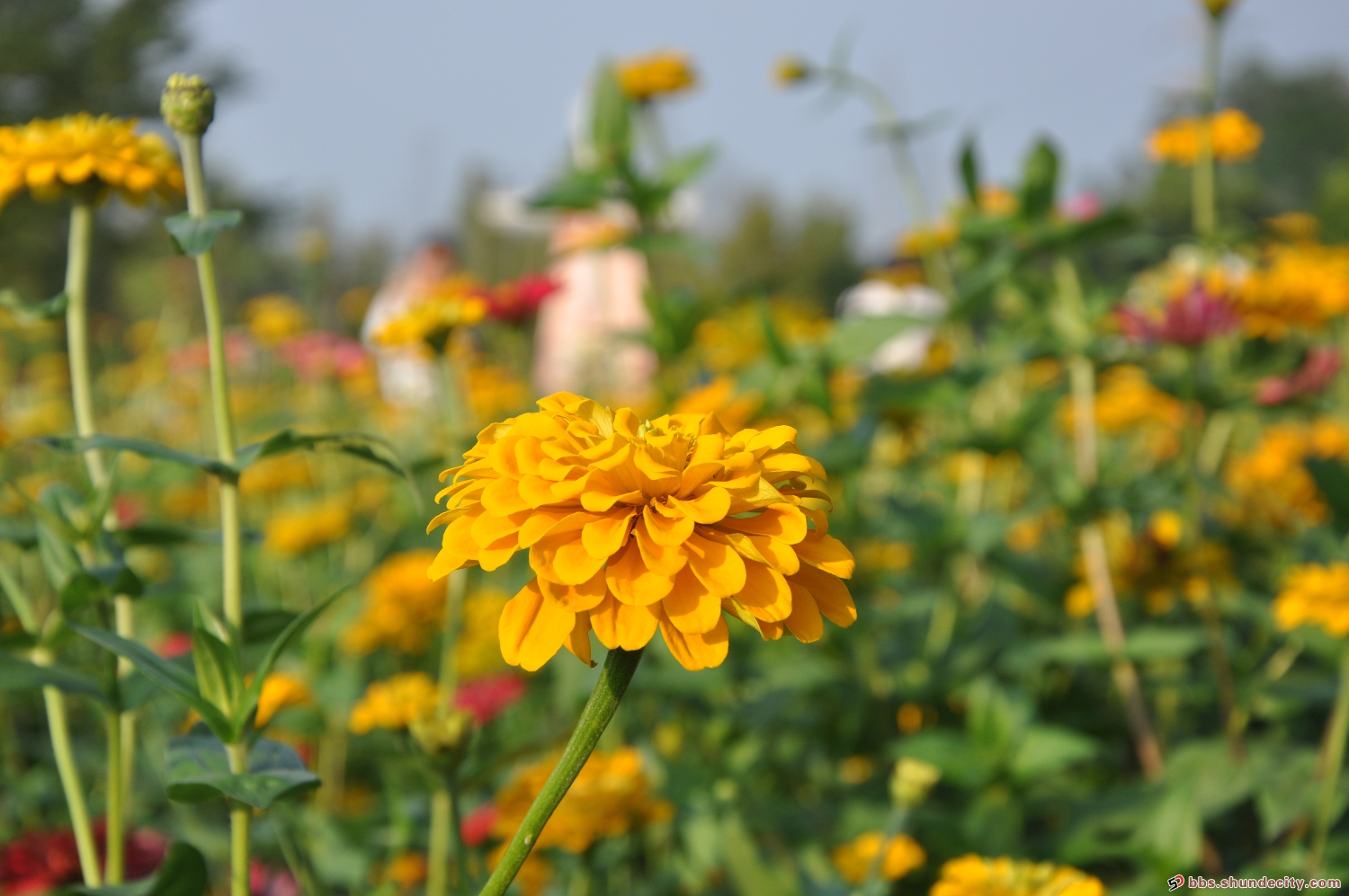 顺峰山公园花团锦簇