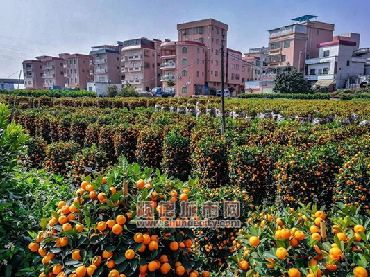 仙涌文化:年桔种植,做中国的圣诞树