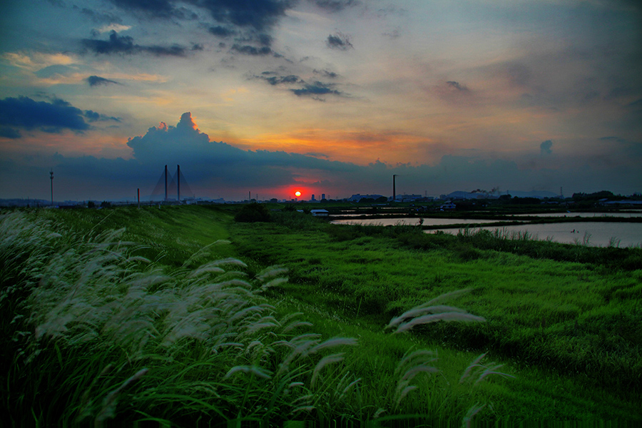 回忆2011年勒流的水乡风景