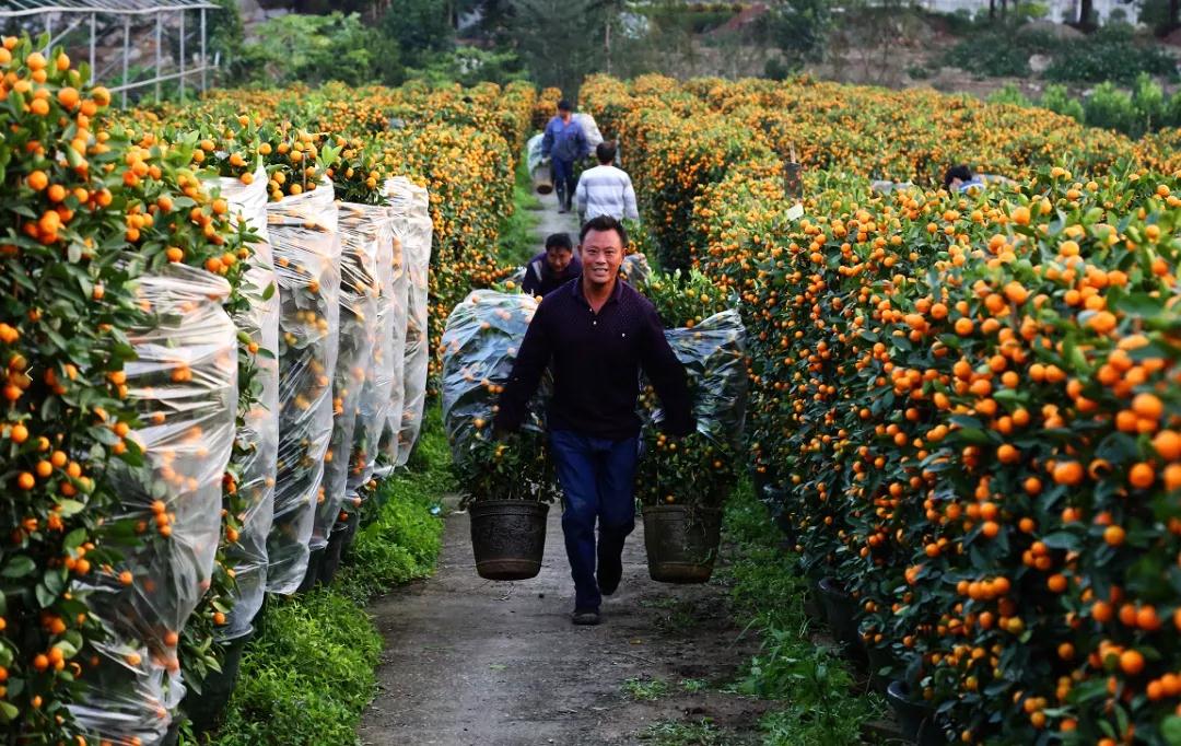 顺德陈村年桔种植基地图片