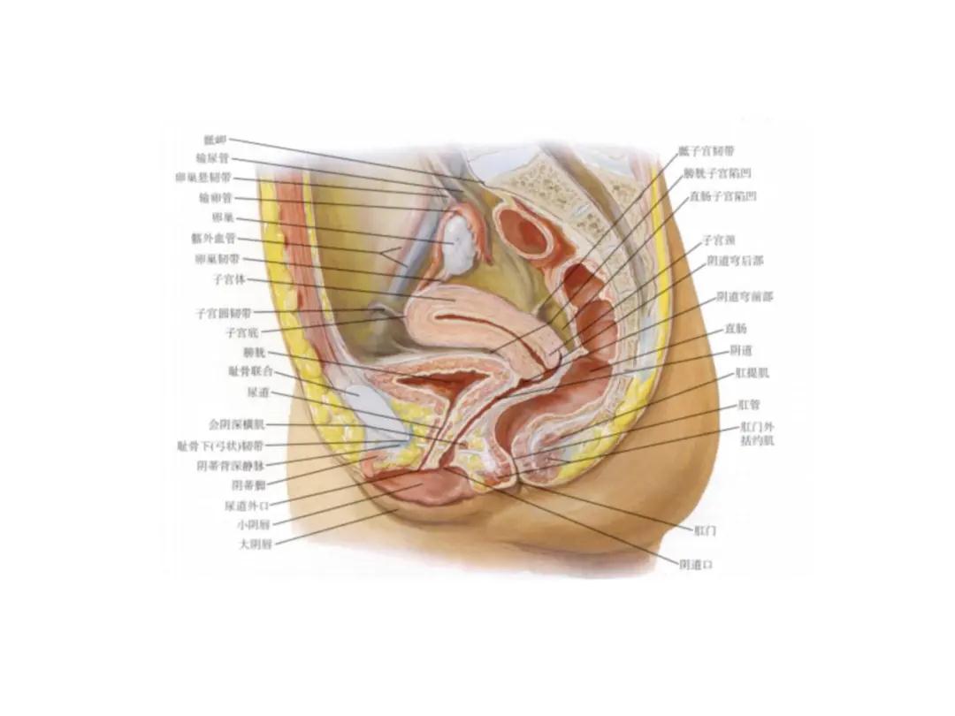女性肚子构造图片