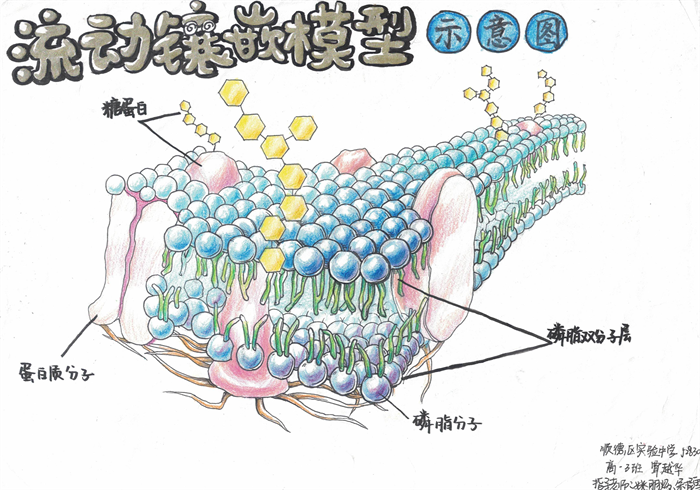 高中生物绘图作品图片