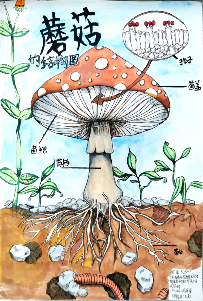 图片27 - 副本.png