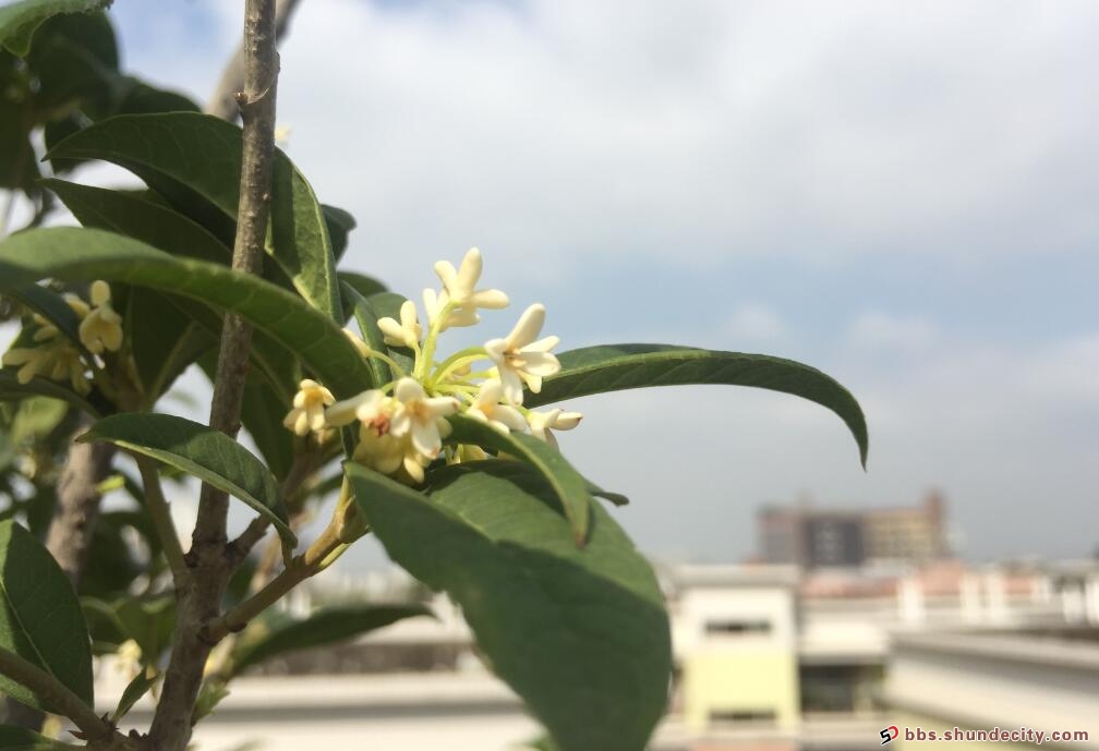 桂花 你说好的幸福.jpg
