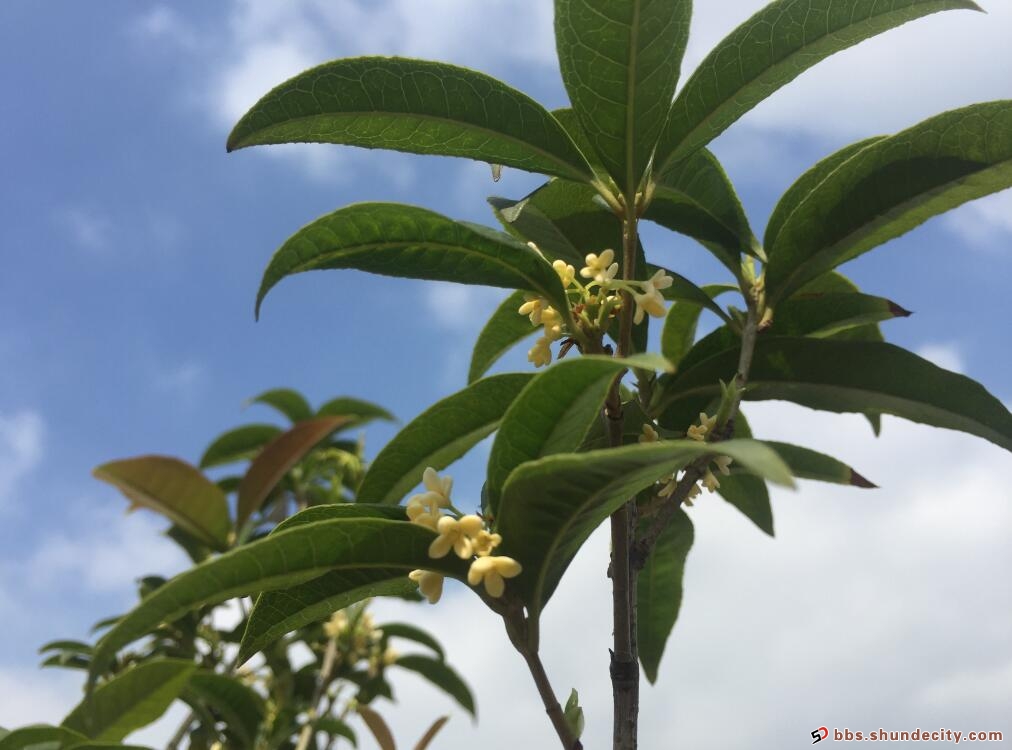 小小的桂花，浑身都是“宝”！