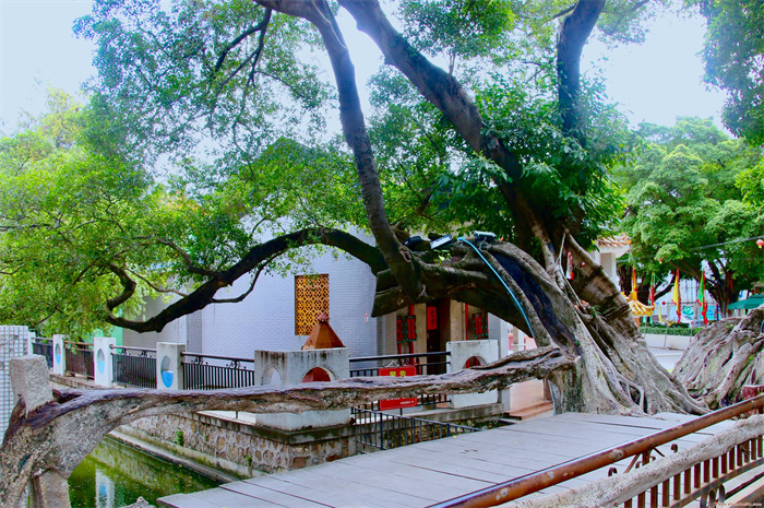 Youlai树生桥.jpg