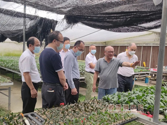 陈村：加强农业科技攻关，带动蝴蝶兰产业发展