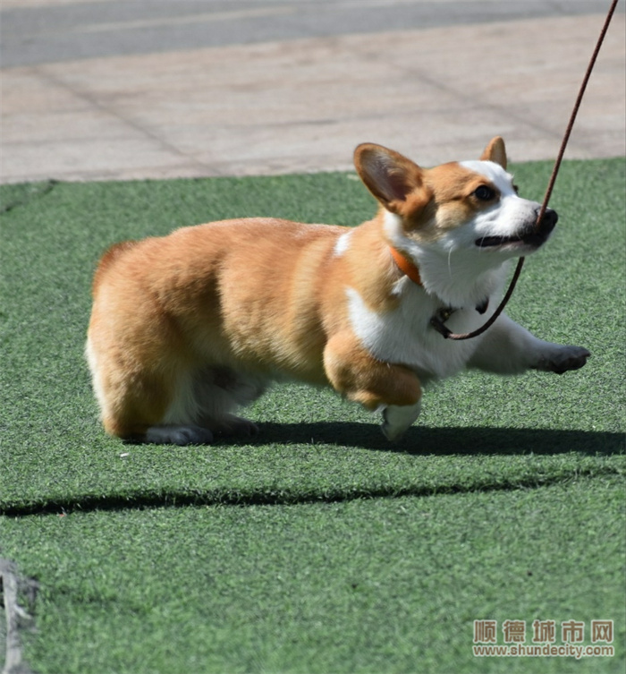 狗1.jpg
