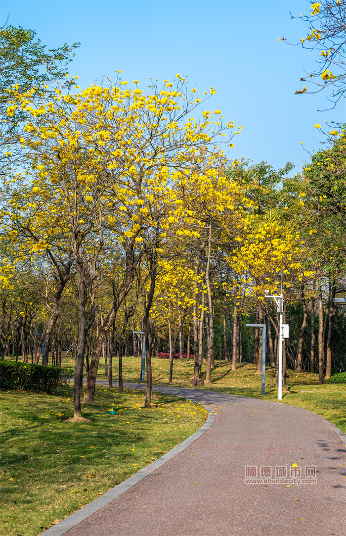 20230301 顺峰山 黄花风铃木 顺德-五个轮2.jpg