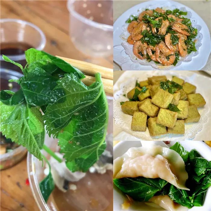 桑叶.jpg