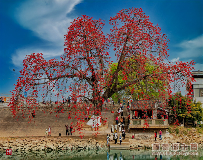 棉5.jpg
