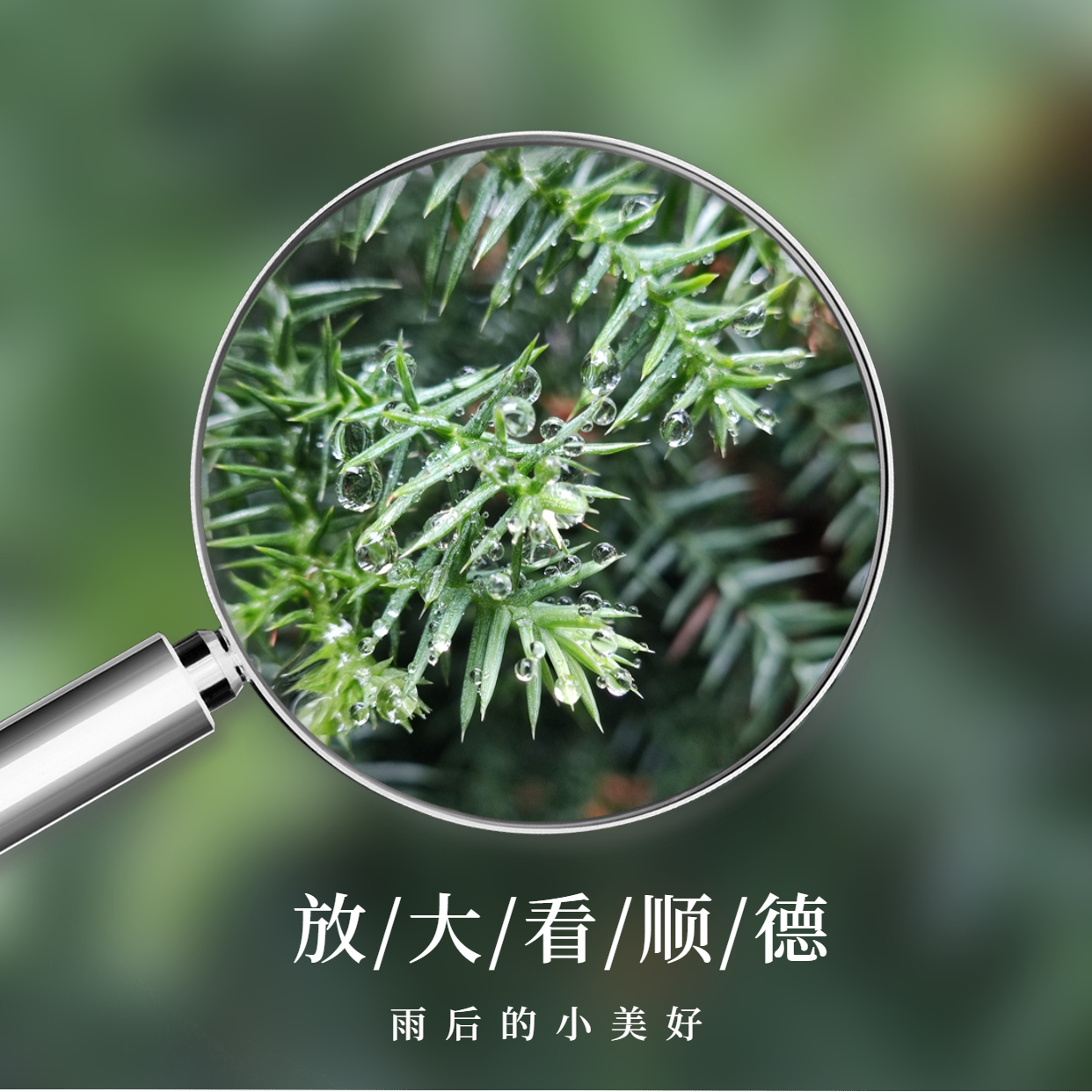 放大镜画中画晒美食方形海报 (4).jpg