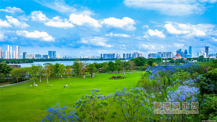20220428 蓝花楹树 line4.jpg