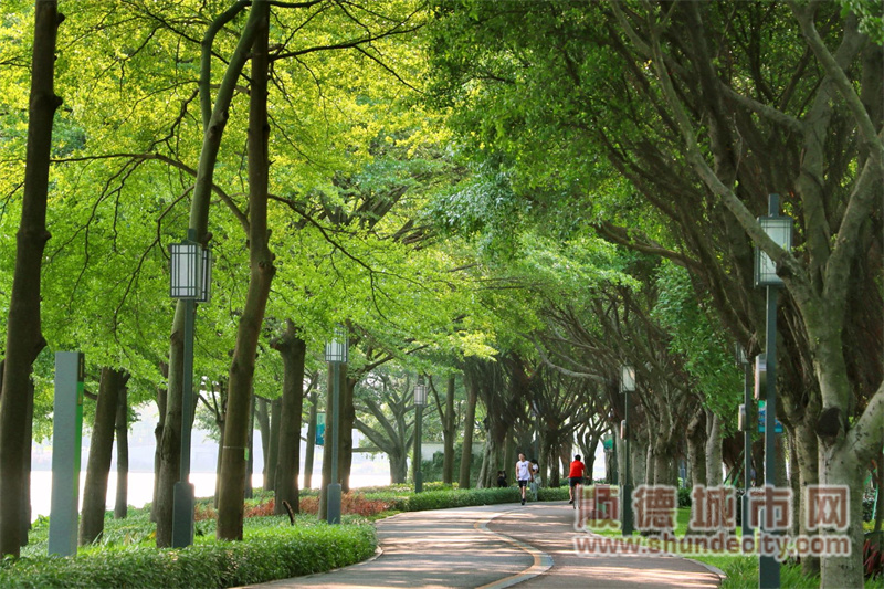 阳光与鹿.jpg