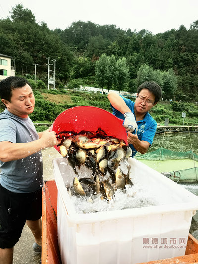 台盘乡南庄村村民张永辉刚买走1000斤鱼苗。.jpg