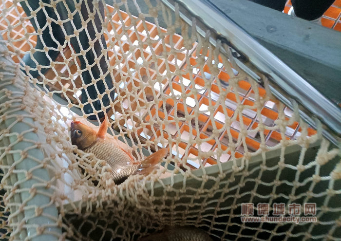 金元鲤深受当地农户青睐。.jpg