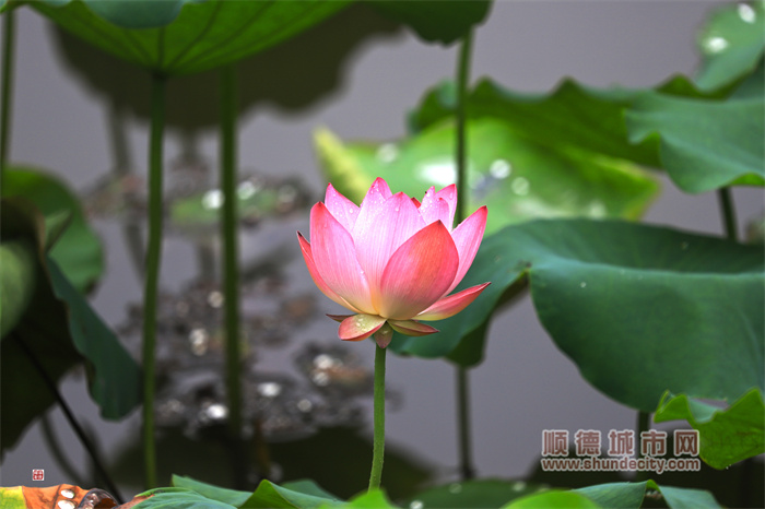 20230514 小荷 辉哥.jpg
