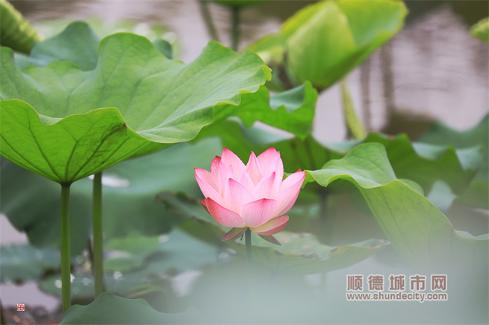 20230514 小荷 辉哥1.jpg