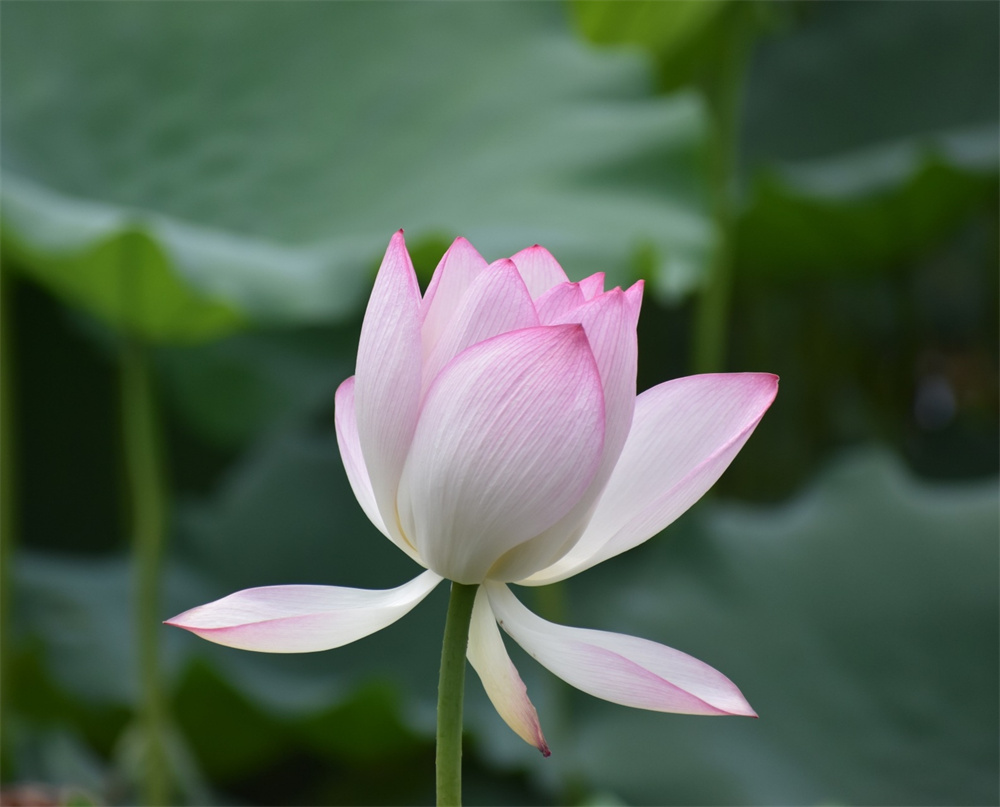 老牛@.jpg