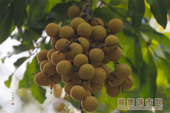 龙眼1.jpg