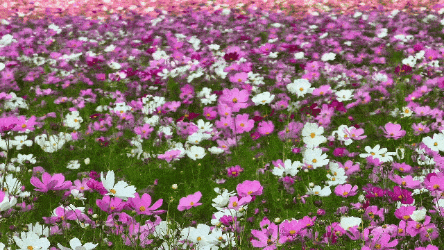 压缩4.gif