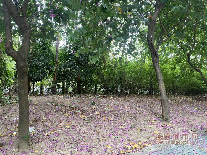 清理绿化带堆放杂物前后对比1.jpg