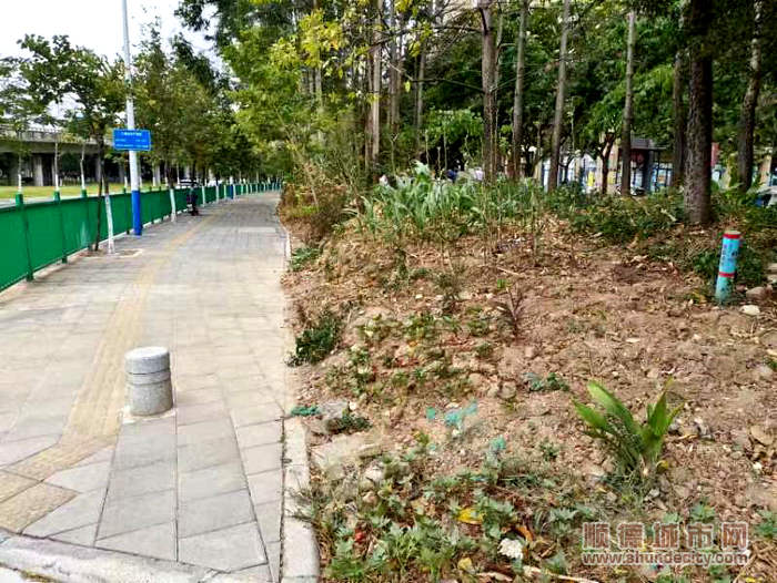 小区绿化补种前后.jpg