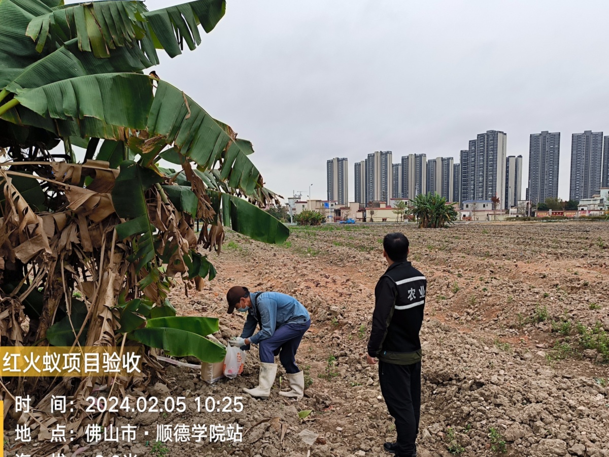 进行红火蚁防控效果监测1_副本.jpg