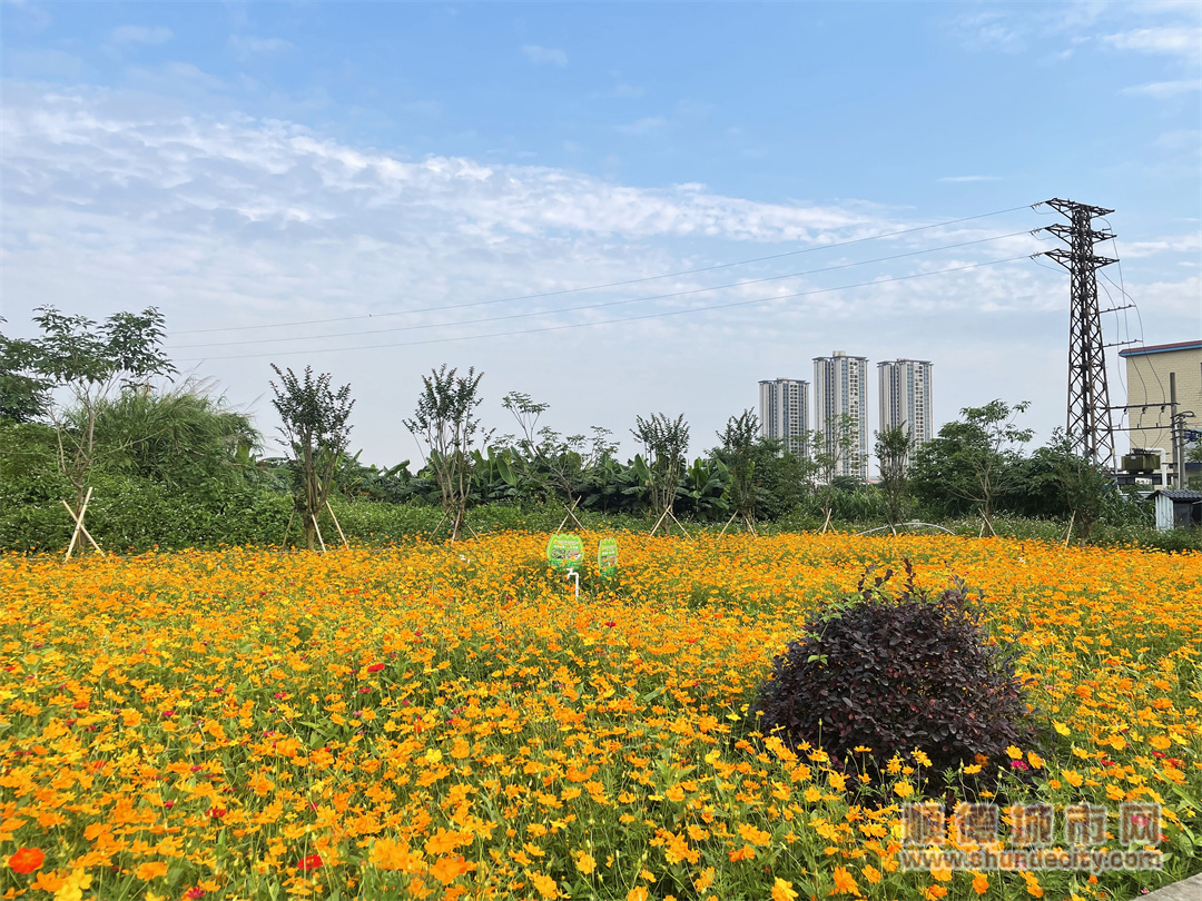 均安镇新华社区林海一街和二街的“振兴林”，2024年初栽下的紫花风铃和紫荆正蓬勃吐绿、生机盎然，闲置地改造后的小花园花开正艳。（均安镇新华社区供图）.jpg