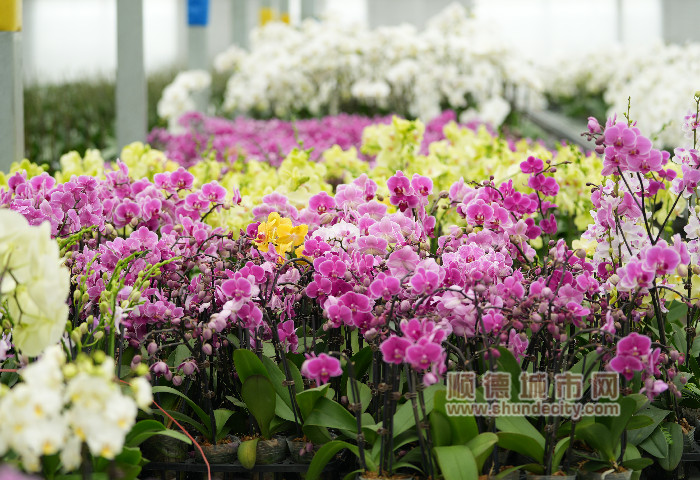 DSC07800_副本.jpg