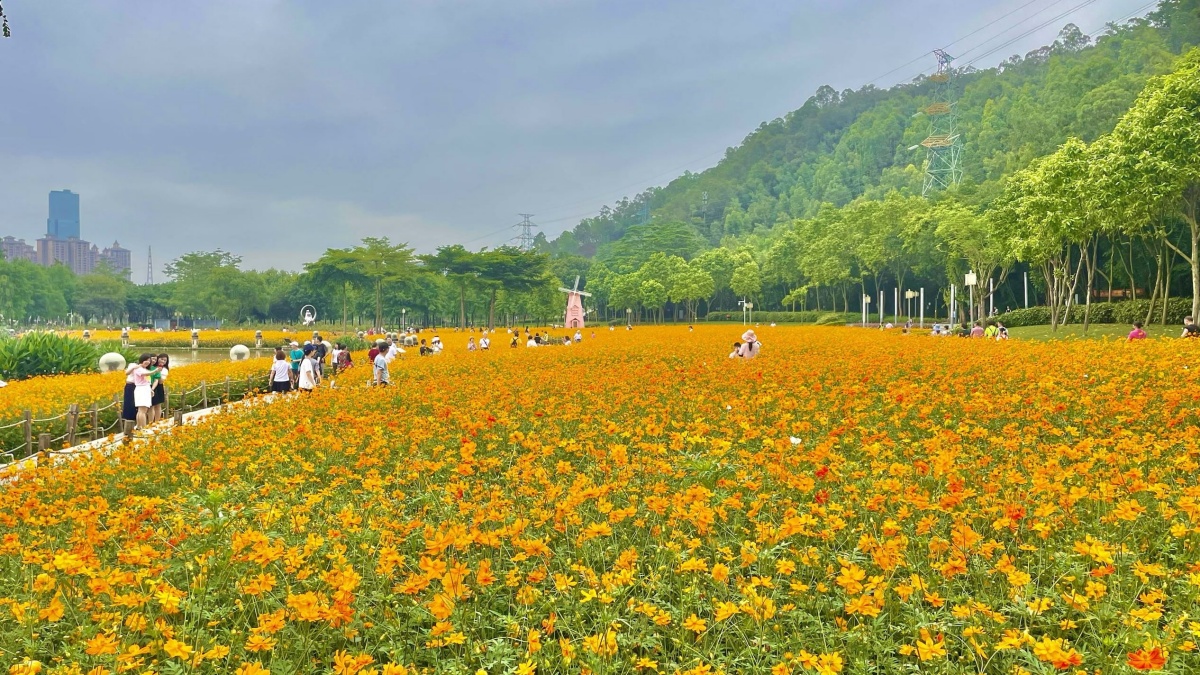 4.锦绣花海（来源：韦生）_副本.jpg