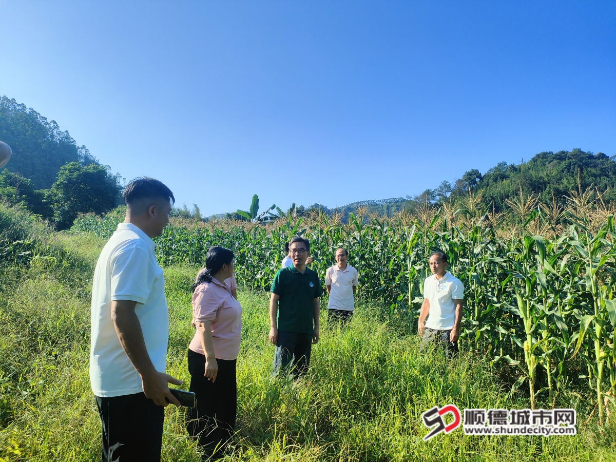 采用2：工作队与村支书“花姐”实地考察玉米种植基地_副本.jpg