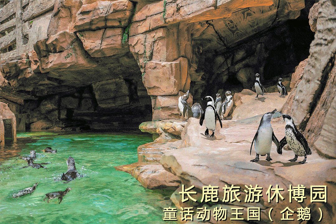 压缩5.gif
