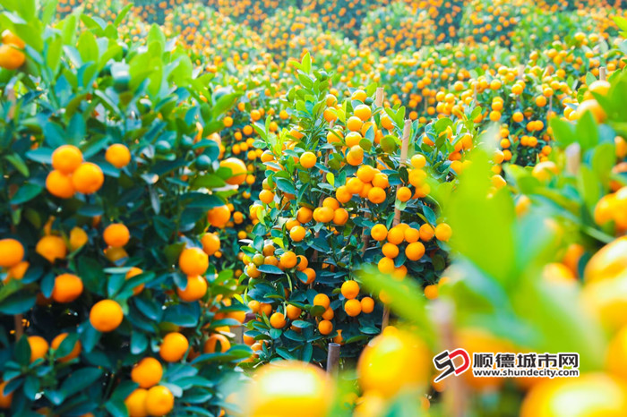 Auspi_副本1.jpg