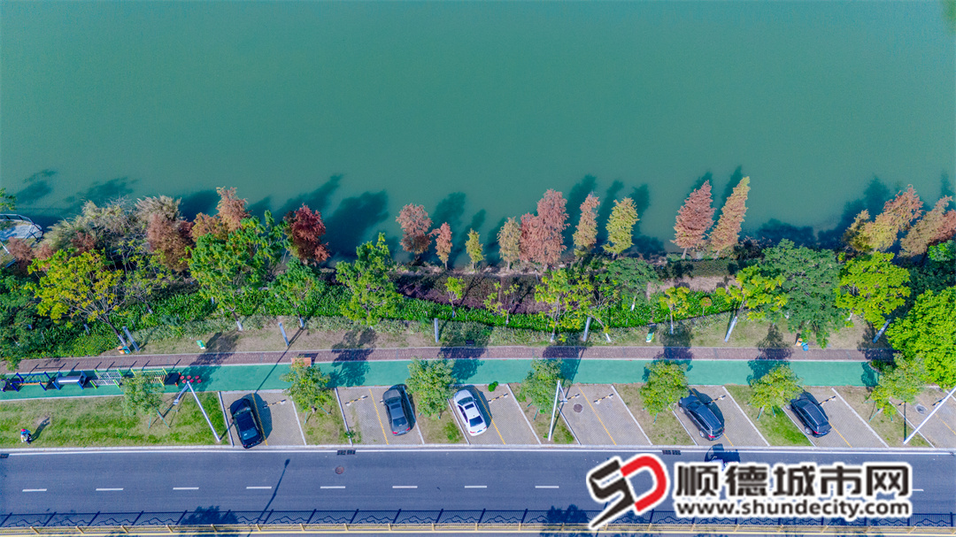 凫洲河落羽杉-1.jpg