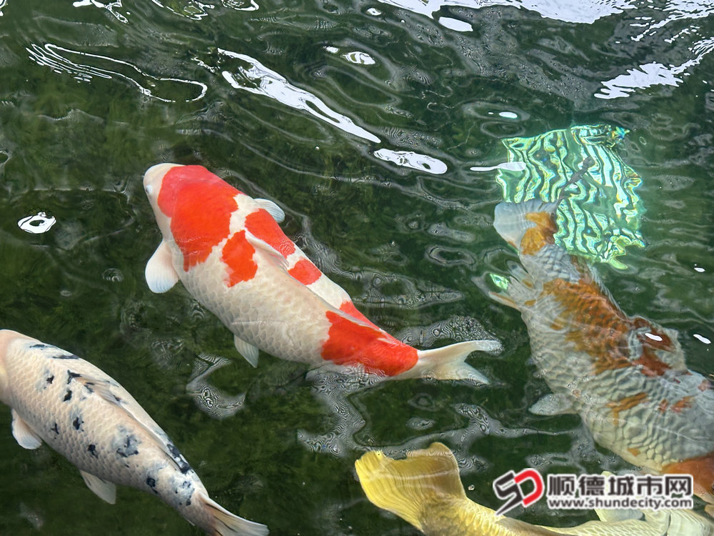 IMG_4234_副本.JPG