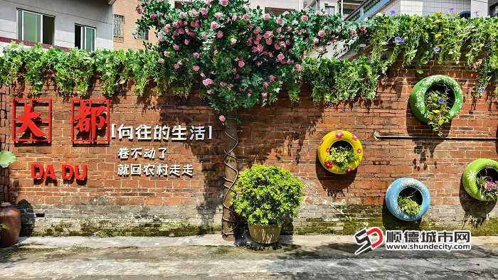 大都花开巷里网红墙.jpg