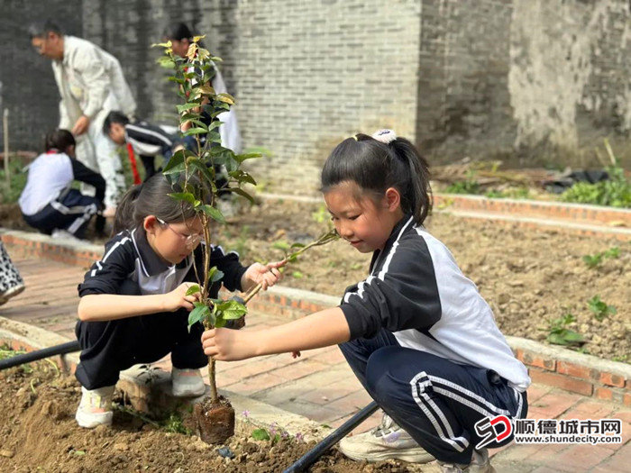 乐从小学学生种植小树苗并制作微缩森林手工作品。.jpg