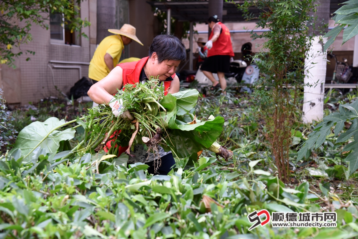 图片说明：社区老党员、骨干叶伟萍参与绿化清理工作_副本.jpg
